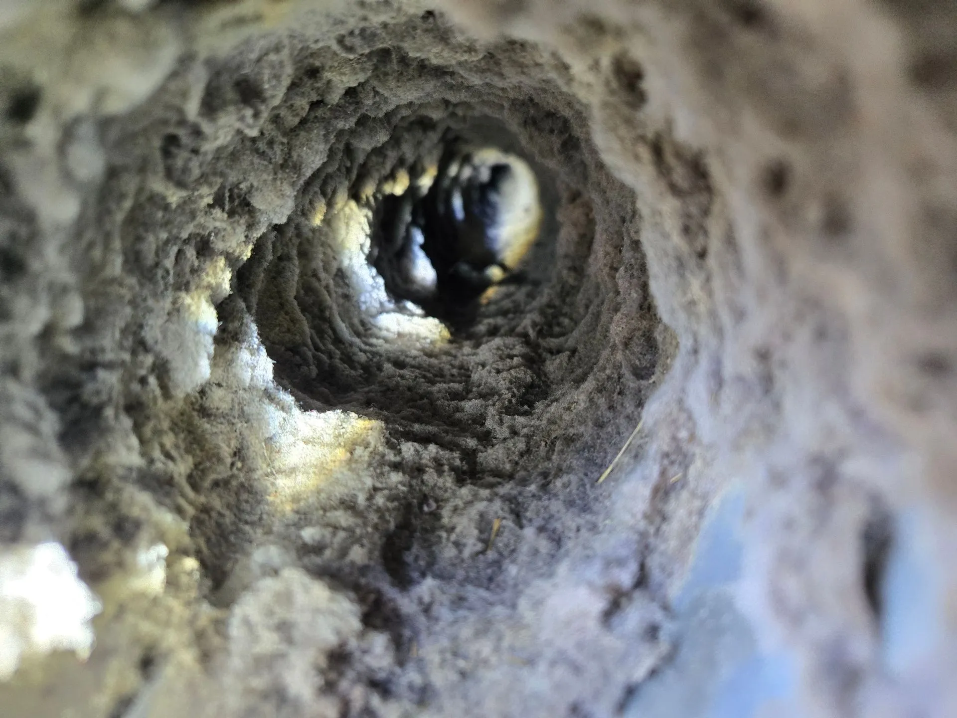 Close-up view of a lint-clogged dryer vent opening