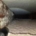 Dryer Vent Fires
